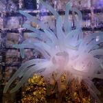 HA01S11 Anemone condylactis purple 6-8 cm 38€