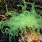 HA02S11 Anemone condylactis green 6-8 cm 39€