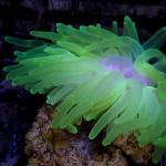 HA03S11 Anemone condylactis green 6-8 cm 36€