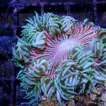 HA04S11 Epicystis crucifer zebra 5-6 cm 89€