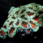 K01S11 Acanthophyllia lordhowensis red tiger 8-12 cm 165€