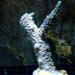 K02S11 Acropora purple 7-9 cm 59€