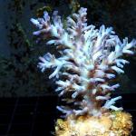 K03S11 Acropora echinata ice fire premium Australia 8-10 cm 147€