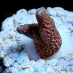 K04S11 Montipora pink 2-4 cm 36€