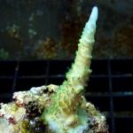 K05S11 Acropora blue tip 3-4 cm 33€