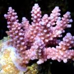 K06S11 Acropora pink star premium Australia 5-7 cm 98€