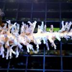 K07S11 Acropora echinata ice fire premium Australia 7-9 cm 89€