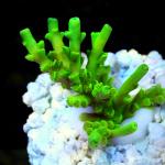 K10S11 Acropora tenuis green neon 3-4 cm 45€