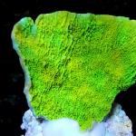 K11S11 Montipora green plate 5-6 cm 53€