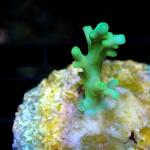 K12S11 Acropora green ice 2 cm 27€