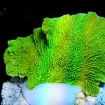 K13S11 Montipora green plate 3-5 cm 50€