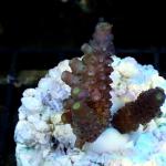 K14S11 Acropora humilis purple & green tip 2-4 cm 39€
