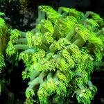 K15S11 Goniopora green metallic Australia 8-12 cm 113€