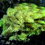K16S11 Goniopora green metallic Australia 8-12 cm 113€