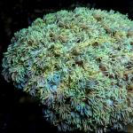 K18S11 Goniopora green Australia 6-8 cm 89€
