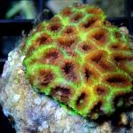L01S11 Favites red green Australia 4-5 cm 57€