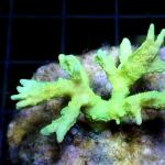 L03S11 Montipora green 3-4 cm 38€