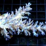 L04S11 Acropora echinata ice fire 8-10 cm 149€
