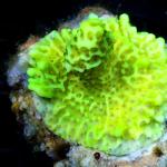 L05S11 Montipora green lemon premium 2-4 cm 42€