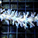 L06S11 Acropora echinata ice fire 6-8 cm 113€
