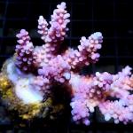 L07S11 Acropora pink premium Australia 7-8 cm 89€