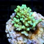 L08S11 Acropora green Australia 3-4 cm 35€