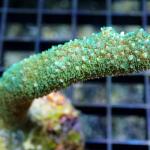 L09S11 Acropora blue light 4-6 cm 30€