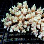 L10S11 Acropora pink table Australia 7-10 cm 119€