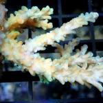 L11S11 Acropora Fiji purple polyps 5-7 cm 50€