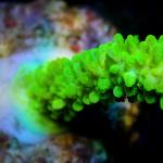 L12S11 Acropora green 4-5 cm 32€