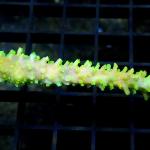 L14S11 Acropora green 5-6 cm 33€