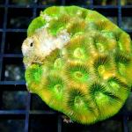 L15S11 Favia green damage 5-7 cm 33€