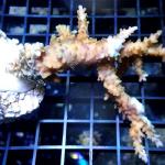L16S11 Acropora purple polyps 9-12 cm 59€