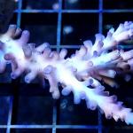 M01S11 Acropora blue premium 5-6 cm 50€