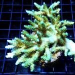 M02S11 Acropora green table 8-10 cm 68€