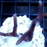 M04S11 Seriatopora purple Fidji 3-4 cm 41€