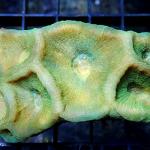 M06S11 Oulophyllia green 5-6 cm 45€