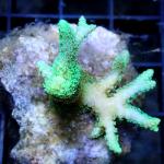 M07S11 Seriatopora calendrum green 3-4 cm 32€