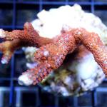 M08S11 Montipora red polyps 6-8 cm 48€