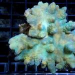 M09S11 Lobophytum green 8-10 cm 41€