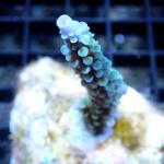 M10S11 Acropora blue light 3-4 cm 29€