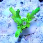 M11S11 Acropora tenuis green neon 2-3 cm 36€