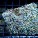 M14S11 Goniopora Australia 6-8 cm 74€