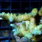 M15S11 Acropora sp 5-7 cm 39€