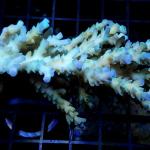 M16S11 Acropora blue tip premium Australia 8-12 cm 89€