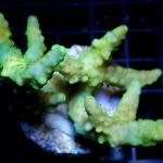 M17S11 Acropora lemon & green polyps 5-7 cm 48€