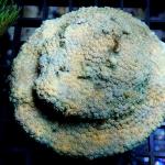 M18S11 Cyphastrea green & red polyps 7-9 cm 74€