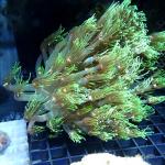 M19S11 Goniopora green premium Australia 9-12 cm 119€