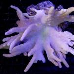 SA02S11 Lobophytum white polyps 12-15 cm 57€