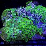 SA04S11 Zoanthus green premium 14-18 cm 59€